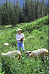 Sheep grazing preferences