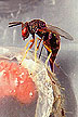 Catolaccus grandis wasp