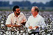 Cotton quality yield research