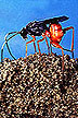 Diapetimorpha introita wasp