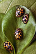 Propylea quatuordecimpunctata lady beetles