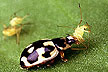P-14 lady beetle / Pea aphid