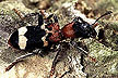 Thanasimus formicarius beetle