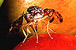 Female medfly