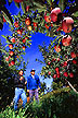 Apple orchard near West Parker Heights, Washington