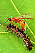 Aleiodes indiscretus wasp