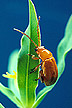 Aphthona flava flea beetle feeding on leafy spurge