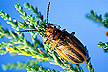Diorhabda elongata leaf beetle