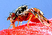 Medfly feeding on a bait-dye mixture