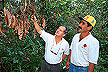 Inspecting cacao damaged by witches'-broom