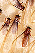 Formosan termite alates