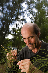 Entomologist examines one of the many Australian pines in the Everglades of southeast Florida: Click here for full photo caption.