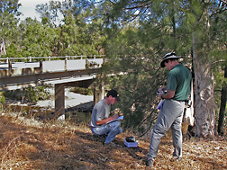 Entomologist (left) from the University of Adelaide and ARS entomologist search for suitable biological control insects to be tested for release in the United States: Click here for full photo caption.