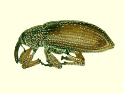 Potential future adult weevil biocontrol of Australian pine: Click here for photo caption.