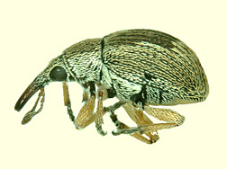 Potential future adult weevil biocontrol of Australian pine: Click here for photo caption.