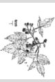 View a larger version of this image and Profile page for Rubus idaeus L.
