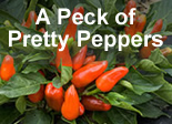 Image of a pepper plant with the text: 'A peck of pretty peppers.' Link to story.