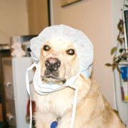 dog with surgery cap and mask