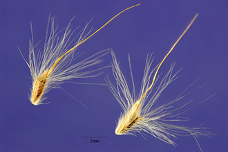 Photo of Bothriochloa saccharoides (Sw.) Rydb.