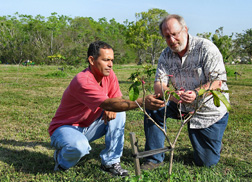 Tomás Ayala-Silva and Alan Meerow evaluate a Tabebuia haemantha seedling. Link to photo information