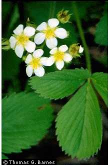 Photo of Fragaria virginiana Duchesne