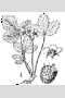 View a larger version of this image and Profile page for Fragaria virginiana Duchesne