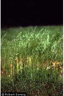 Photo of Festuca rubra L.