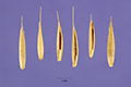 View a larger version of this image and Profile page for Festuca rubra L.