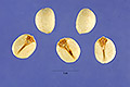 View a larger version of this image and Profile page for Triadica sebifera (L.) Small