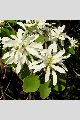 View a larger version of this image and Profile page for Amelanchier alnifolia (Nutt.) Nutt. ex M. Roem. var. semiintegrifolia (Hook.) C.L. Hitchc.