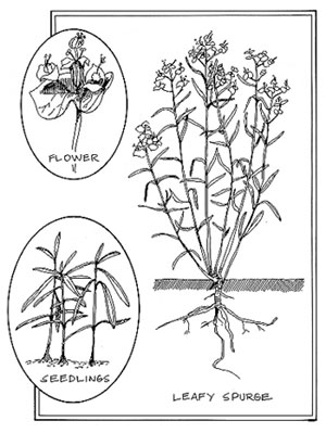 image of leaft spurge plant