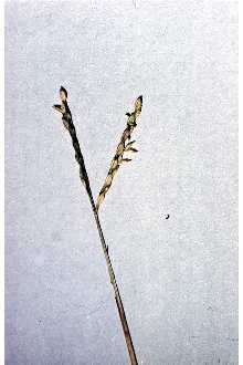 Photo of Paspalum distichum L.