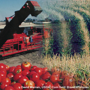 Photo: Collage of a tomato and a corn field