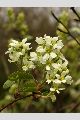 View a larger version of this image and Profile page for Amelanchier alnifolia (Nutt.) Nutt. ex M. Roem.