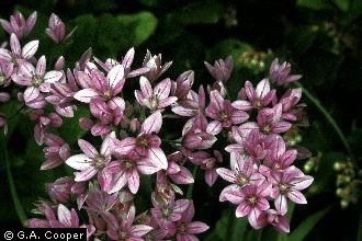 Photo of Allium unifolium Kellogg