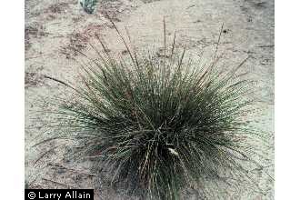 Photo of Spartina spartinae (Trin.) Merr. ex Hitchc.