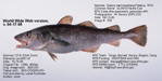 Pacific Cod Fish image