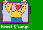 Heart and lungs