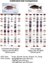 IEF Calibrated Comparison Gel image