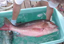 Photo of red snapper.