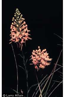 Photo of Platanthera ciliaris (L.) Lindl.