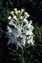 View a larger version of this image and Profile page for Platanthera ciliaris (L.) Lindl.