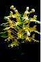 View a larger version of this image and Profile page for Platanthera ciliaris (L.) Lindl.