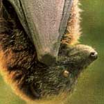 Portrait of a Samoan fruit bat ‘hanging’ at rest