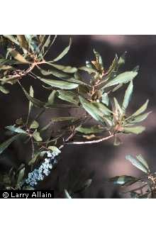 Photo of Morella cerifera (L.) Small