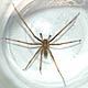 giant house spider