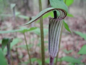 Jack-in-the-Pulpit flower