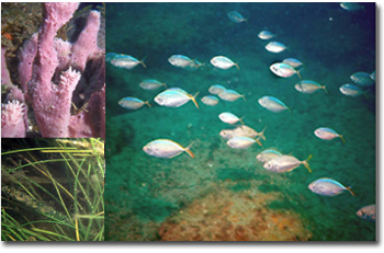 image of fish, coral bright pink, and weeds