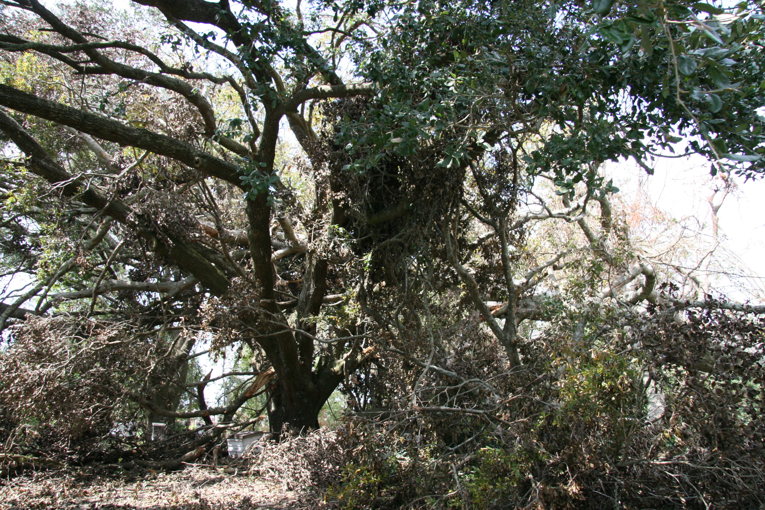 Hurricane Gustav: Live oak protected the colonies, but what a mess!!!