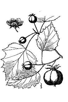 Line Drawing of Crataegus coccinioides Ashe